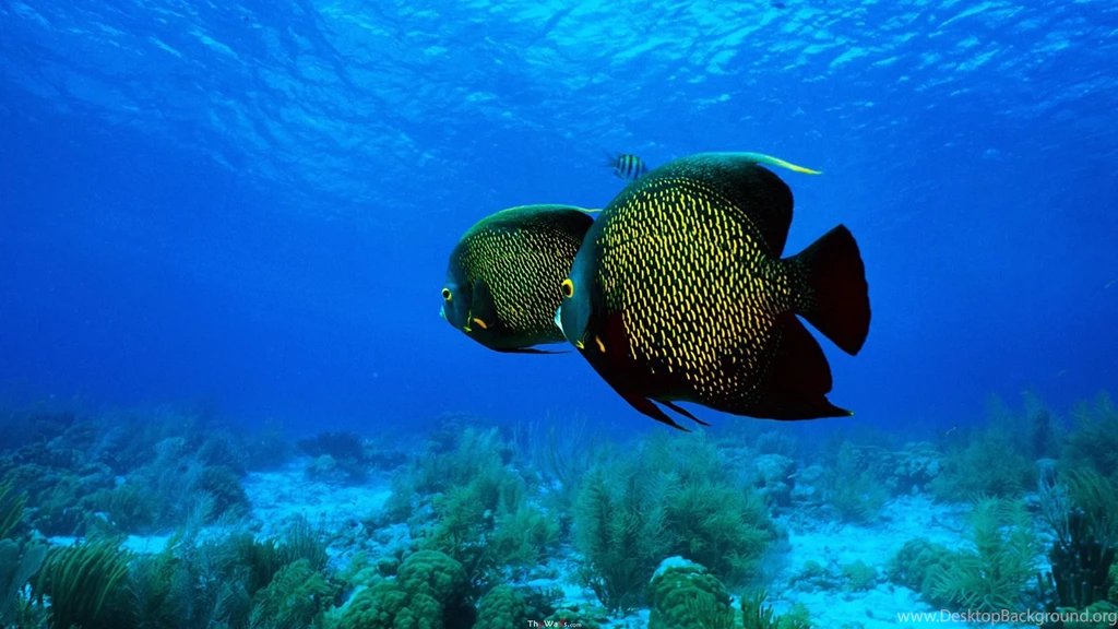 French Angelfish Wallpapers Wide UHD ThyWalls.com