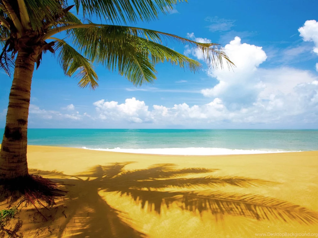 Coconut Tree In Beach Wallpapers HD