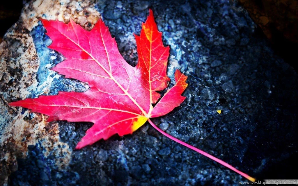 Art Photography Wallpapers HD