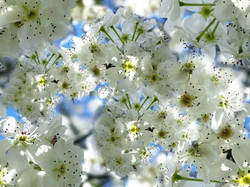 Spring Flowers Backgrounds