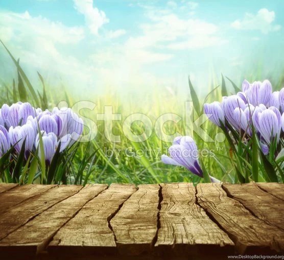 Spring Backgrounds Stock Photo 62848504 IStock