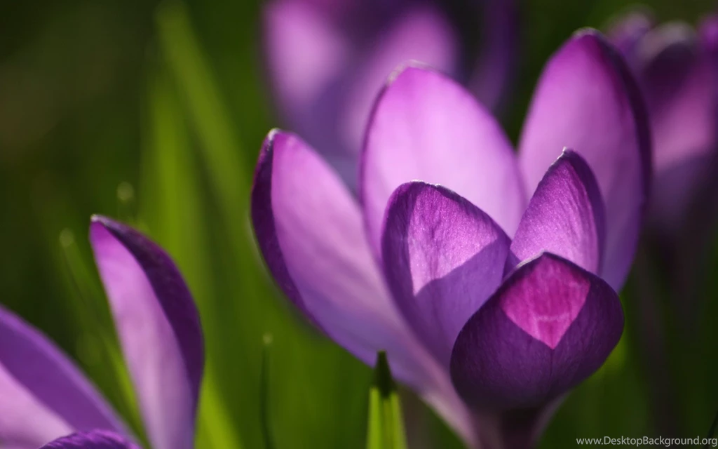 Spring Wallpaper Backgrounds