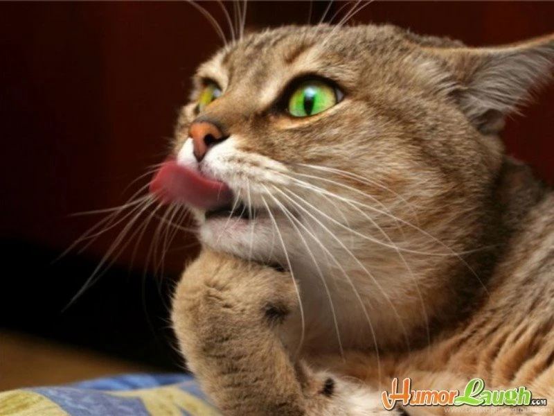 Very_funny_animal_wallpapers (1)