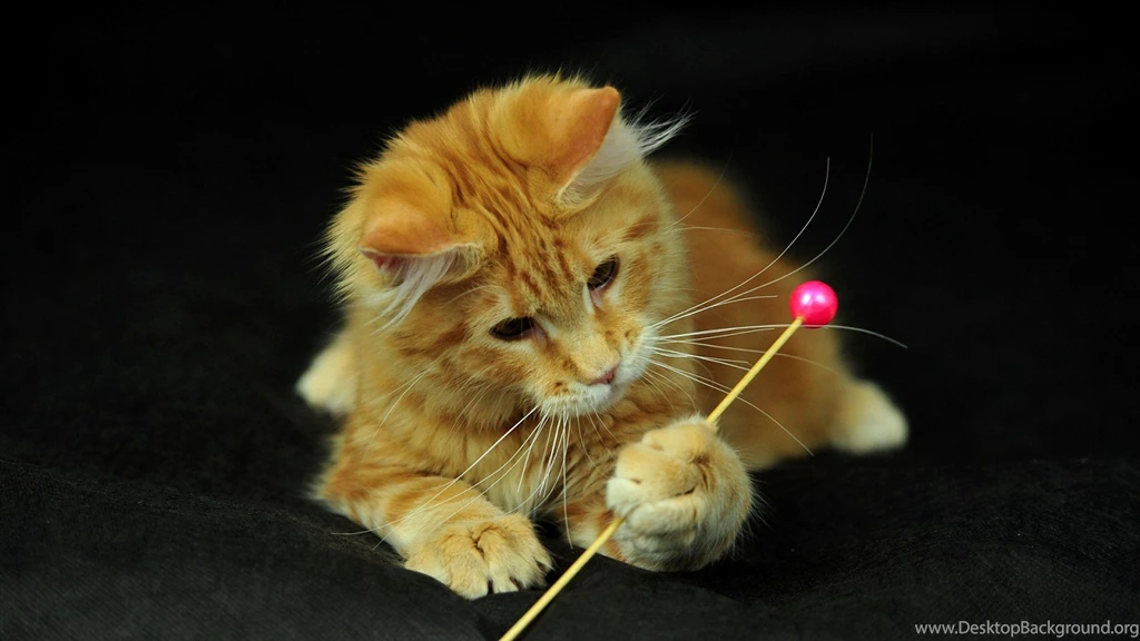 Funny Cat Wallpapers