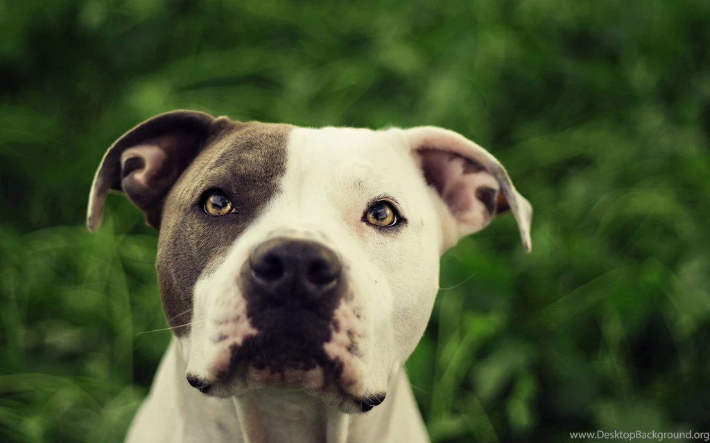 American Pitbull Dog Wallpapers HD