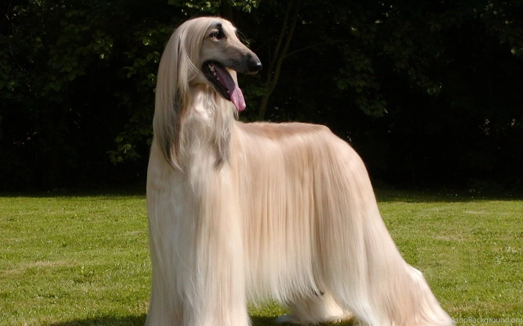 Afghan Dog Hd Images Free Hd Wallpapers