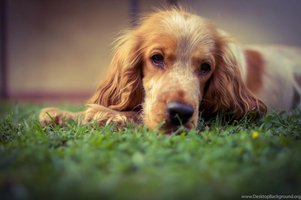 Dog Wallpapers, Best Friends, Hd Dog Images, Free Images, Dog ...
