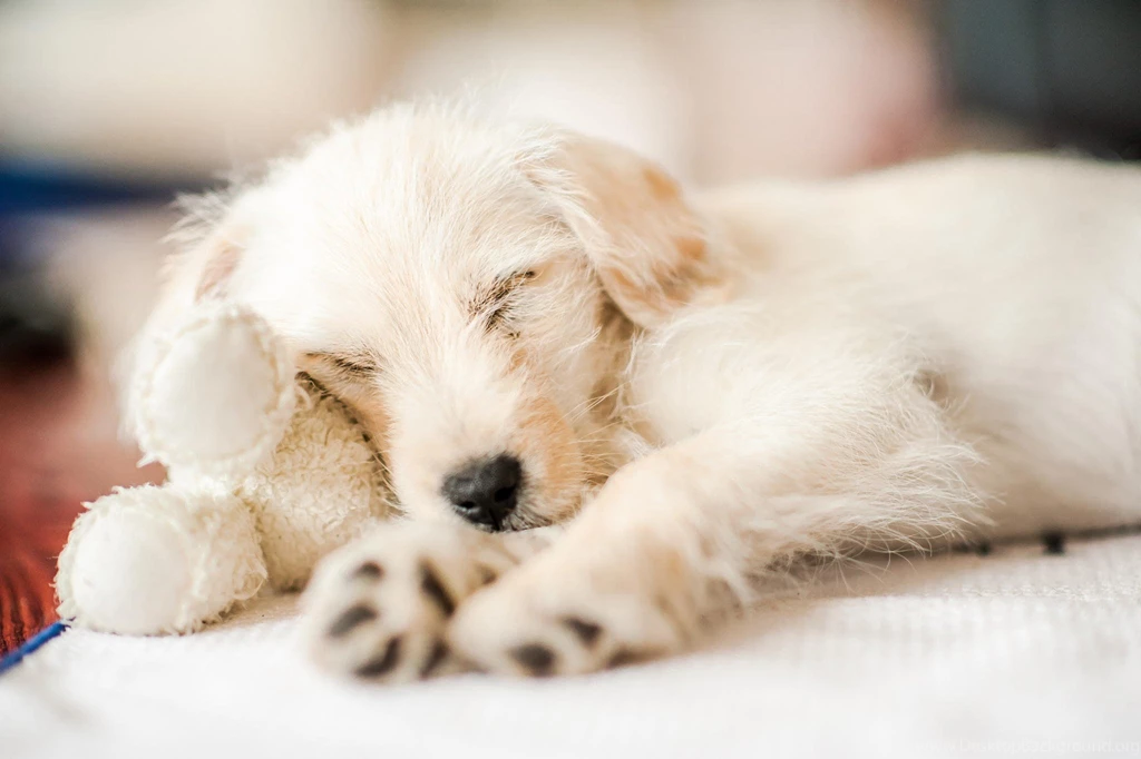 Best Friends, Dog Desktop Images, Hd Dog Images, Download Dog ...