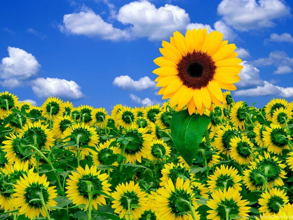 Sunflower Desktop Wallpapers Free Wallpapers Cave