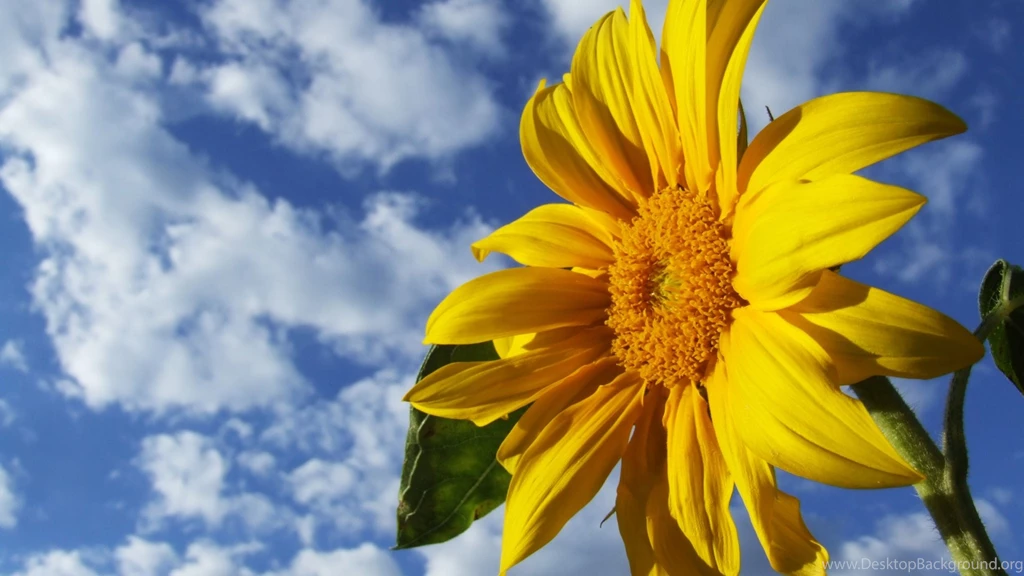Sunflower Desktop Wallpapers 2350 1920x1080 UMad.com