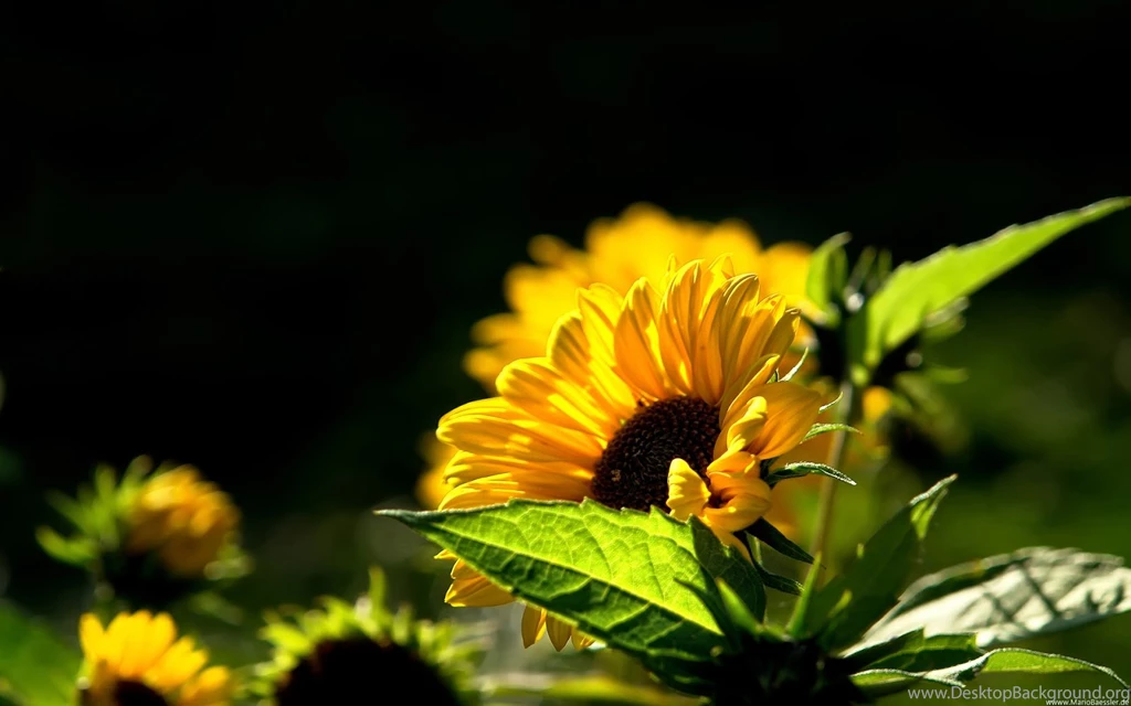 Sunflower Wallpapers HD Pictures