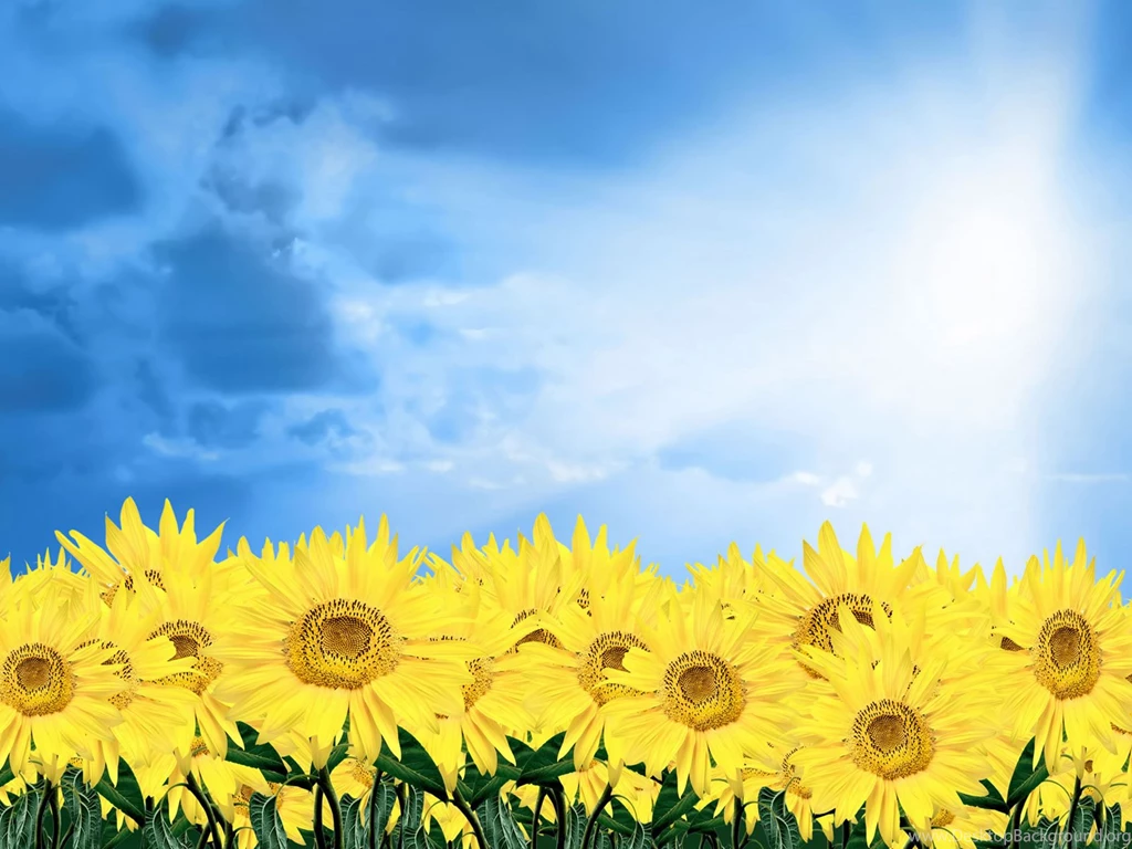 Sunflower Desktop Wallpapers Mac