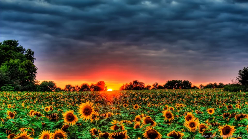 Sunflowers Galore! Computer Wallpapers, Desktop Backgrounds ...