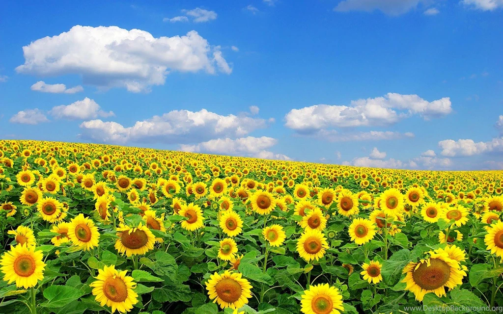 HD Sunflowers Wallpapers ~ Top Best HD Wallpapers For Desktop