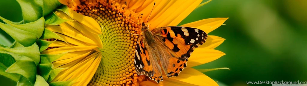 Butterfly On Sunflower HD Desktop Wallpapers : High Definition ...