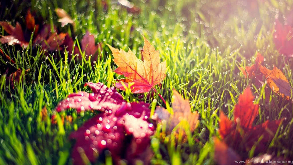 Morning Blades Of Grass Dew Drops Reddish Leafs Wide HD Wallpapers ...