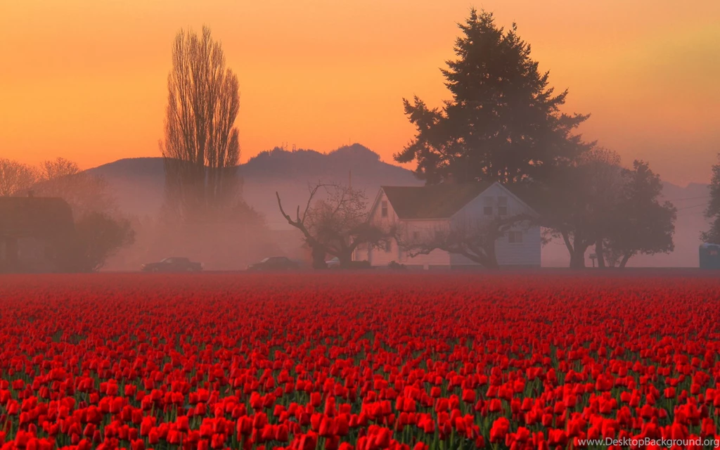 Wallpapers Red Tulips Field HD Wallpapers Expert