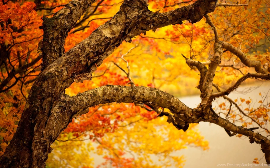 Dry Tree Autumn Leaves Reddish Wide HD Wallpapers OmWallpapers