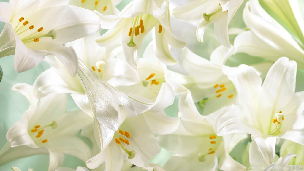 Lily HD Wallpapers