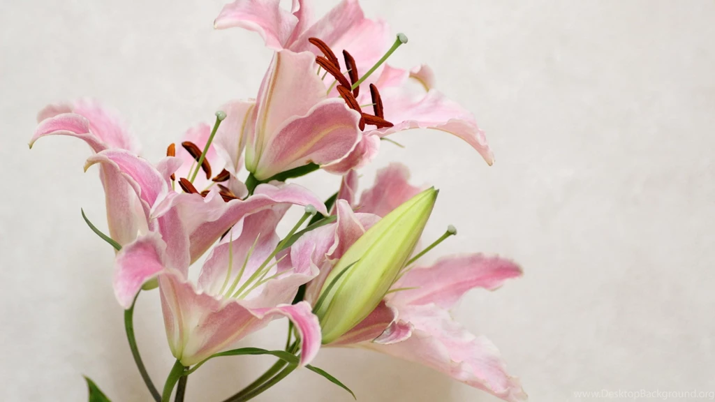 Download Wallpapers 2560x1440 Lily, Flower, Bud, Stamens Mac iMac ...