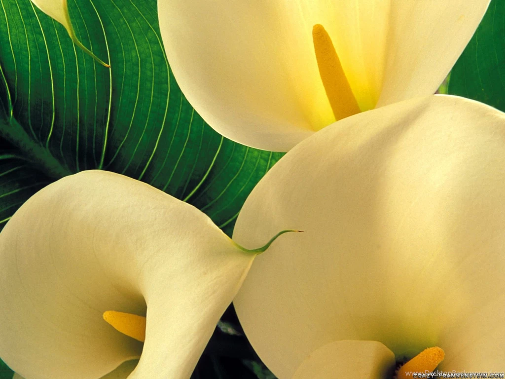 Pictures Of Calla Lily Flowers Desktop Backgrounds