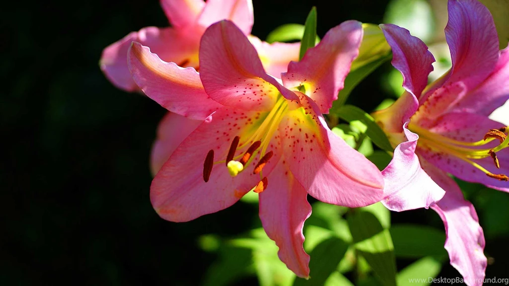 Flowers Images And Names Download