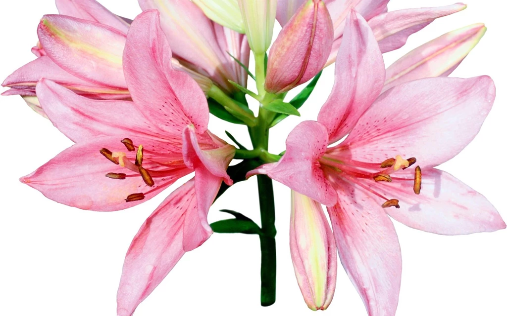 Download Wallpapers 3840x2400 Lily, Flower, Twig, White Backgrounds ...