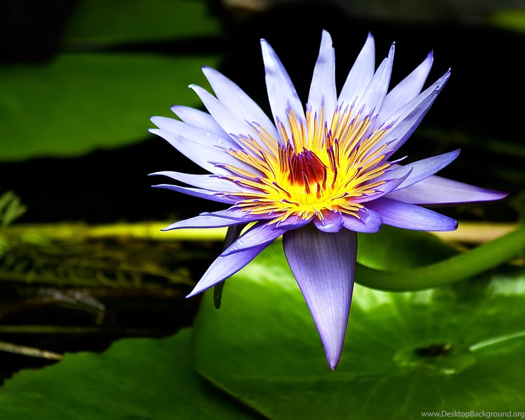 Water Lily Flower Hd Wallpapers
