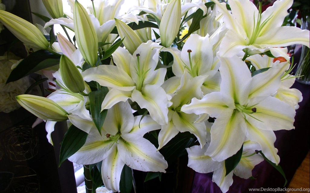 Download Wallpapers 3840x2400 Lily, Flowers, White, Flower, Buds ...