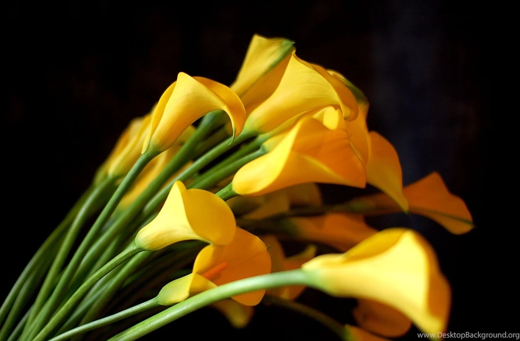 Calla Lily HQ Wallpapers