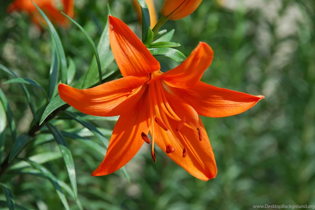 Lily Flowers Wallpapers