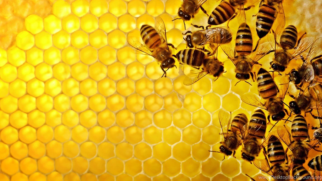 Australian Honeybees Unable To Make Honey
