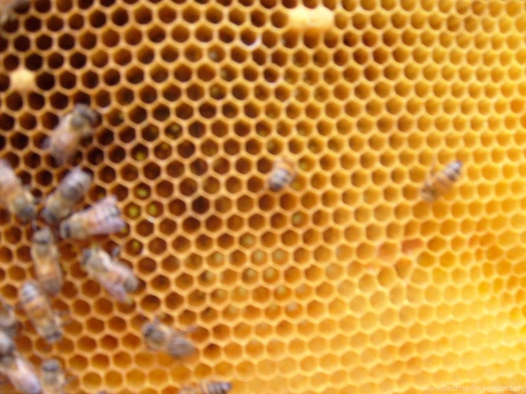 Beehive 170