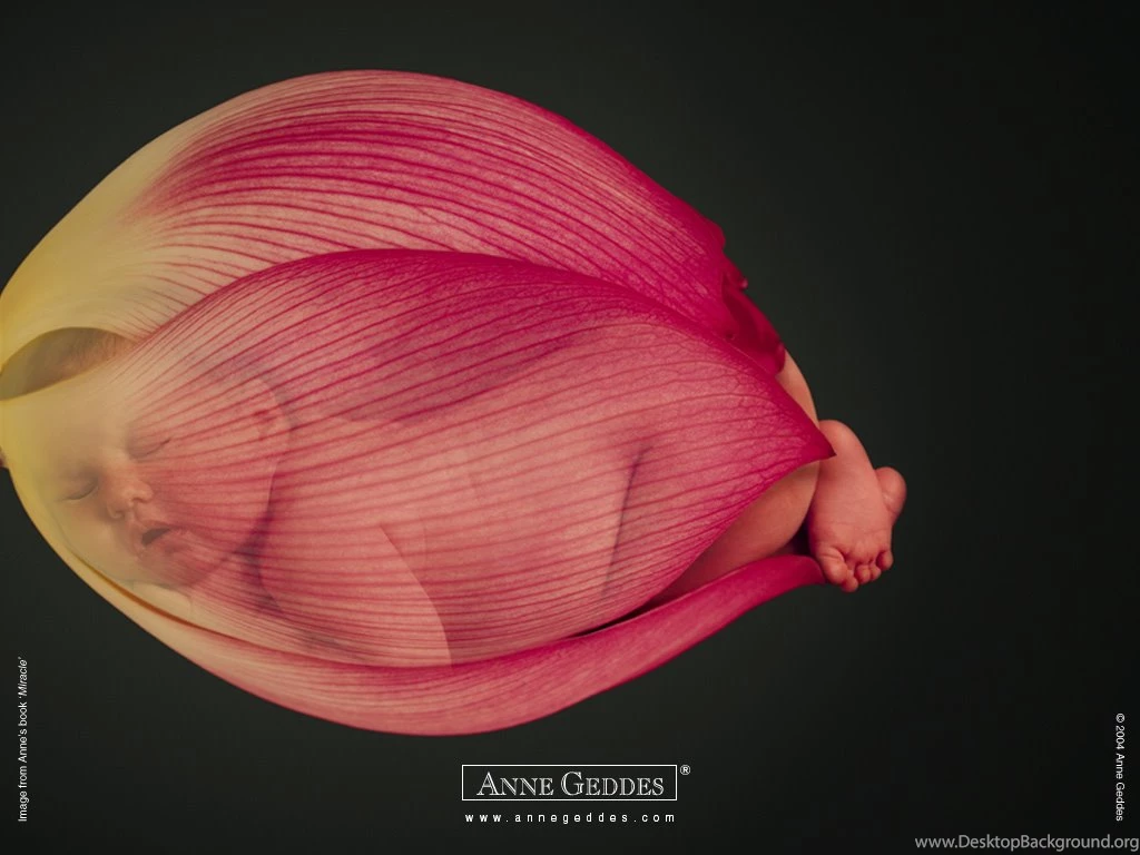 Anne Geddes Baby Photogaphy Anne Geddes Babies, Flower Babies ...