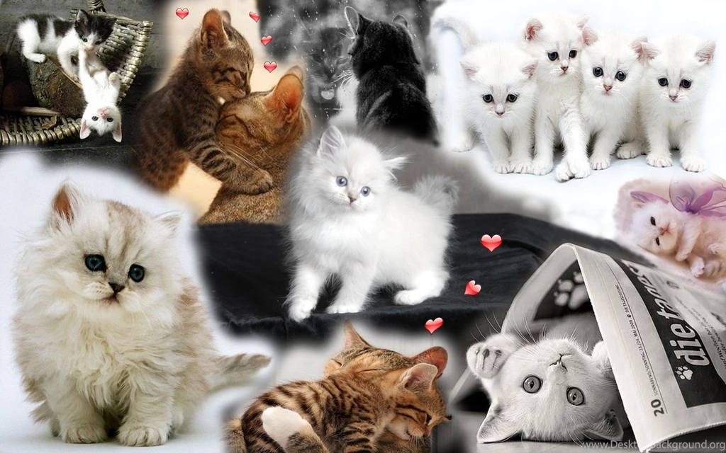 Kittens Wallpapers