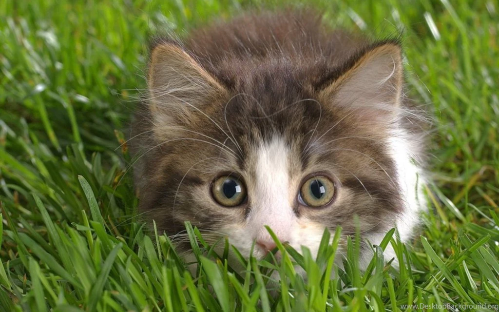 Kitten Pics Collection (47+)