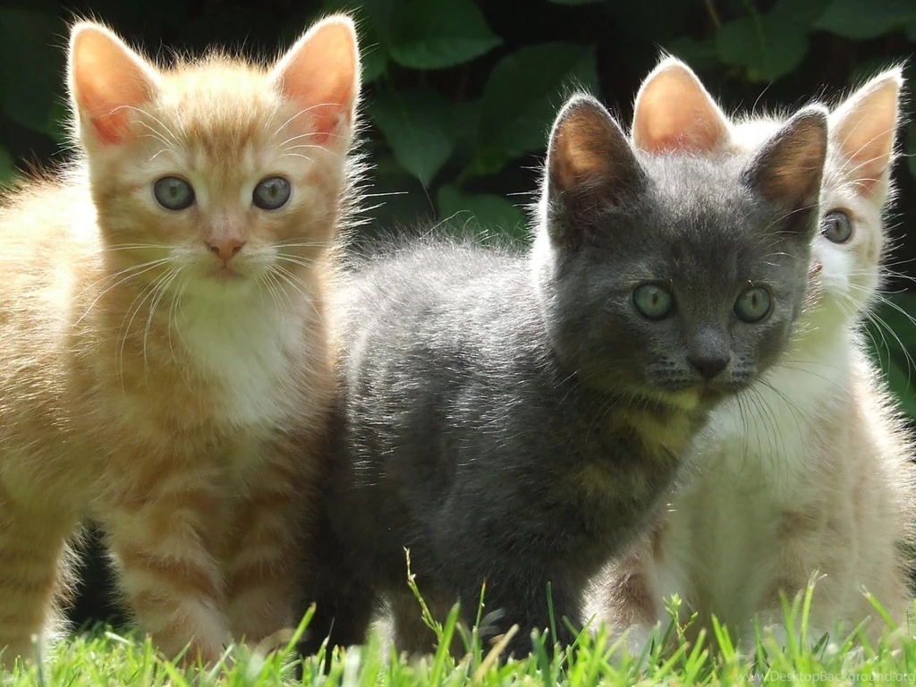 Cute Kittens Wallpapers
