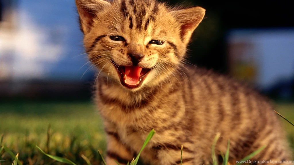Cute Kittens HD Wallpapers 1920x1080 (05)