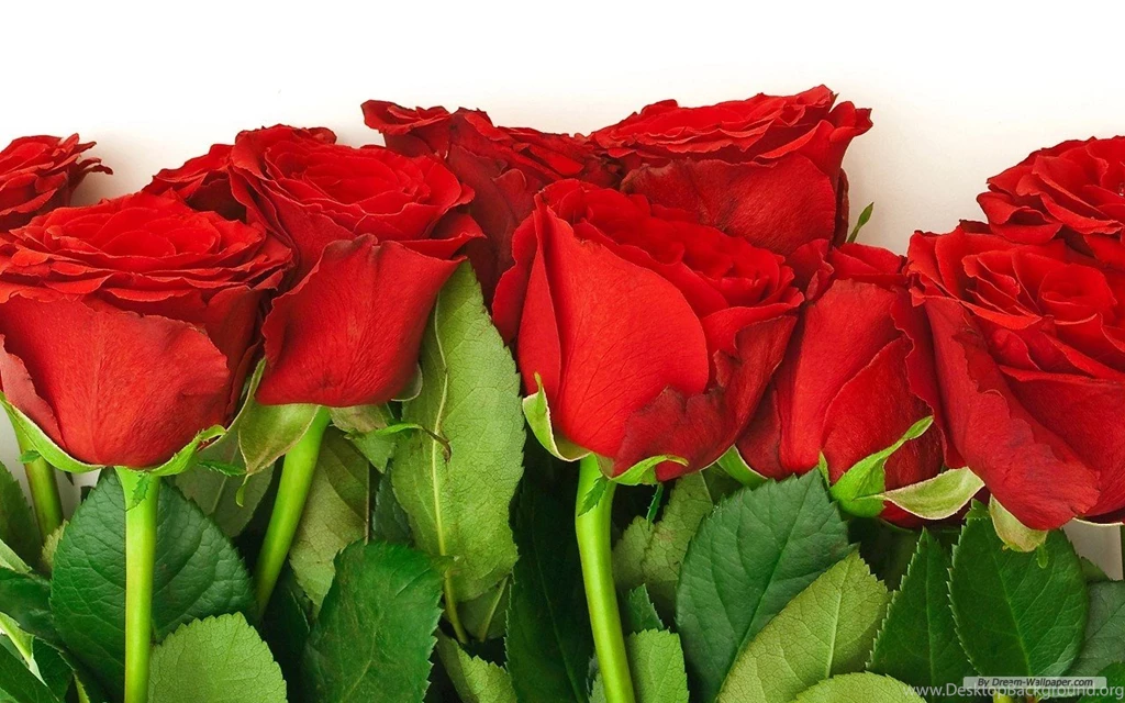 Rose Flowers Wallpaper: Flower Wallpapers Rose