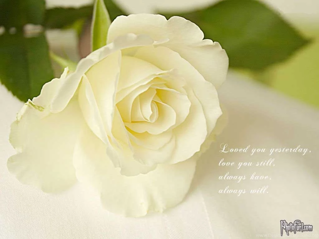 Flowers For White Rose Flower Wallpapers For Desktop Desktop Background
