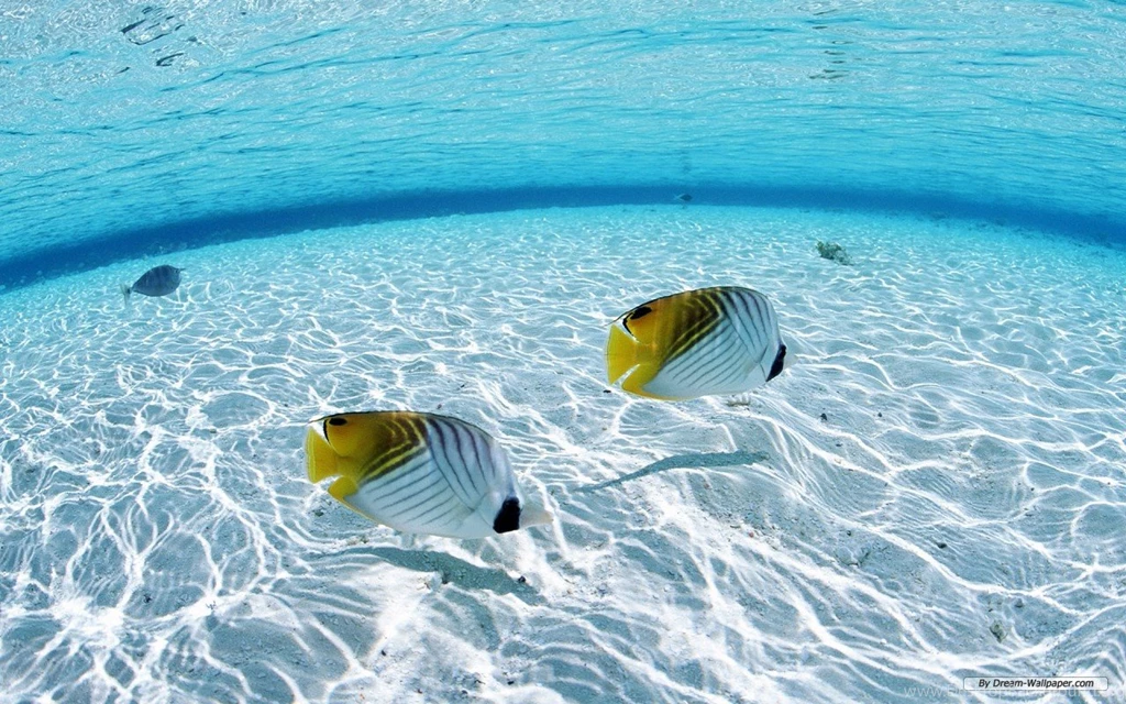 Clear Water Desktop Wallpapers
