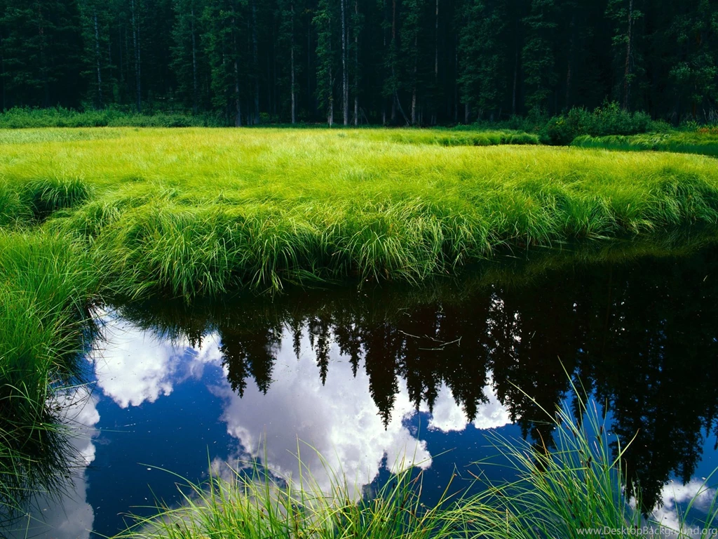 Clear Water Surrounded By Green Grass Wallpapers
