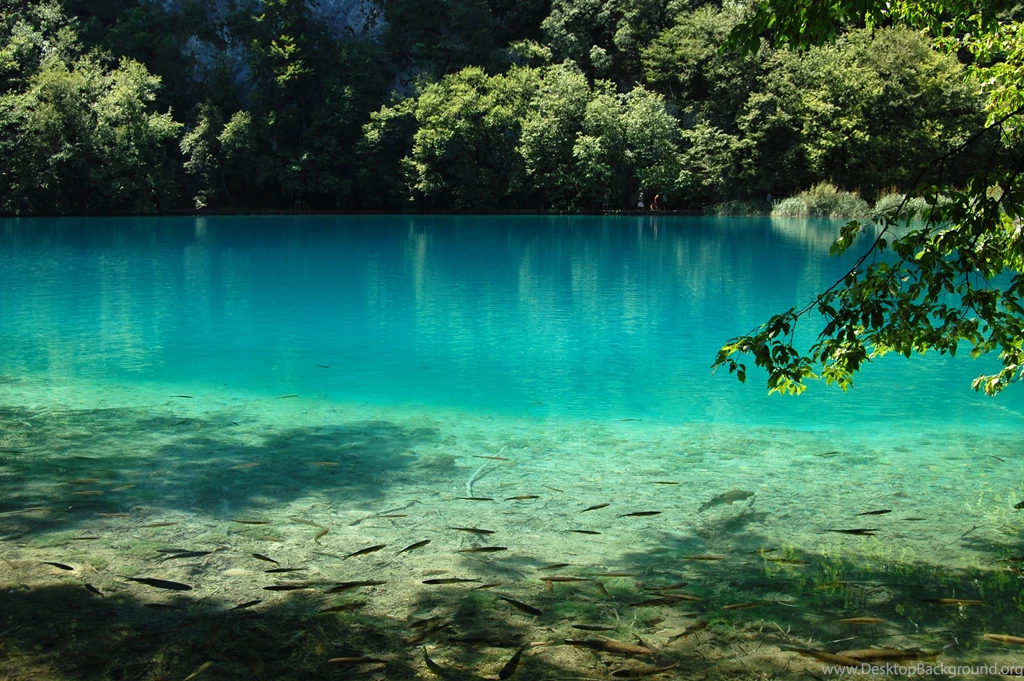 Fish In Clear Water Of The Lake Wallpapers And Images Wallpapers ...