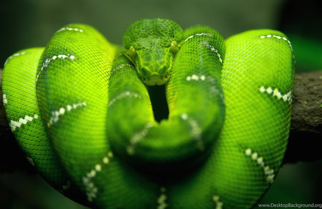 Desktop Green Snake Wallpapers Dowload