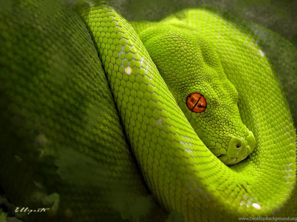 Wallpapers Snakes Green Snake Desktop Backgrounds 1024x768 ...