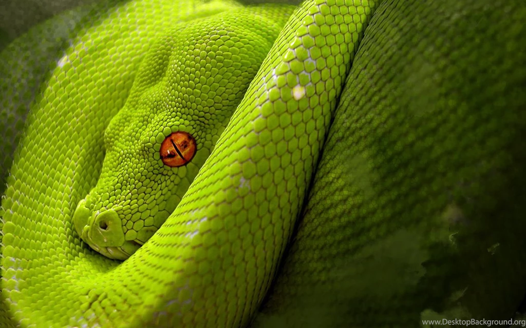 Animals Snake Green Snake (id: 175271) – BUZZERG