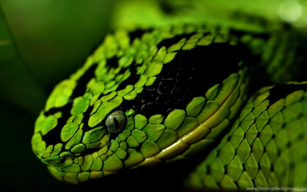 Green Snake