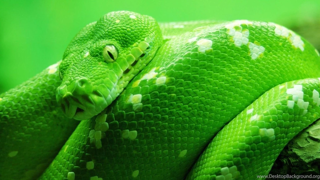 Snake Animals Green Snake HD Wallpapers, Desktop Backgrounds ...
