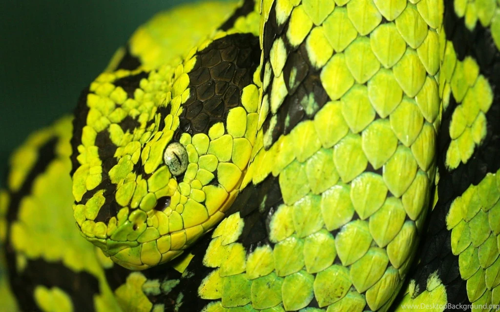 Zoos pisajes plantas etc: Snakes Wallpapers