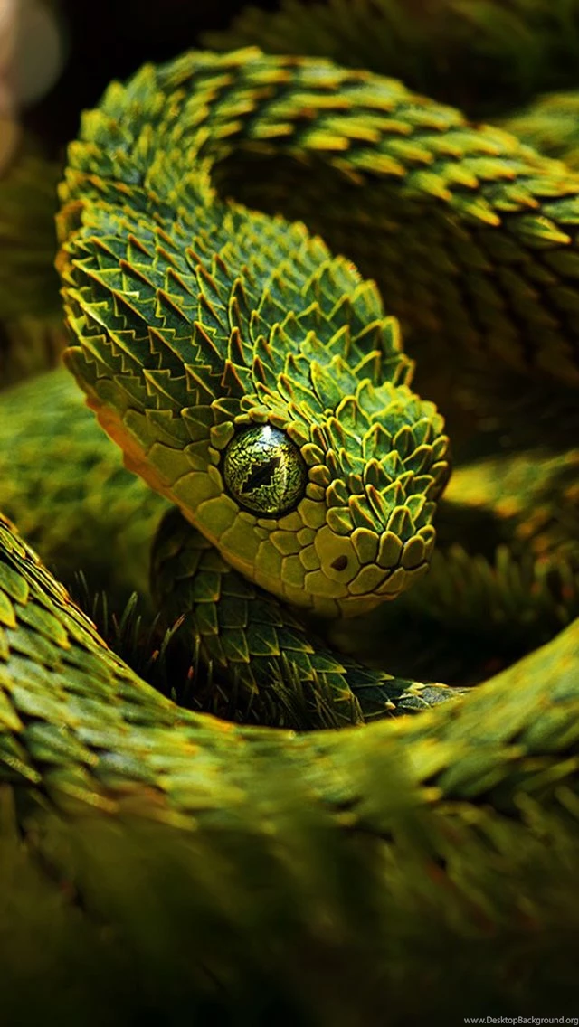 Green Snake iPhone 5 Wallpapers (640x1136)